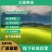 剪股颖种子，剪股细弱匍匐型种子，别墅庭院绿化工程草坪种子