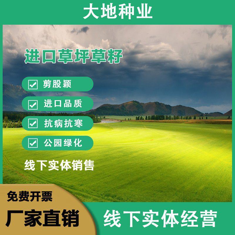 剪股颖种子，剪股细弱匍匐型种子，别墅庭院绿化工程草坪种子