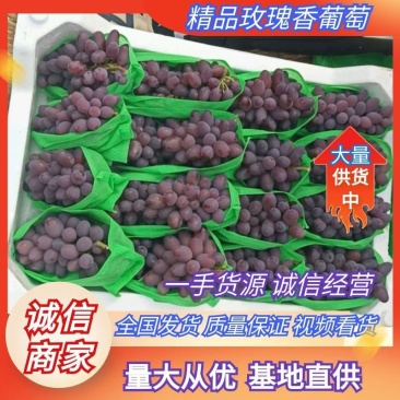 河北唐山乐亭茉莉香葡着色香大量上市口感甜颜色正