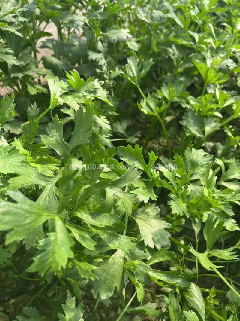 礼品芹菜种子鲍芹种子基地专用菜籽芹香味浓无丝无渣