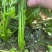 礼品芹菜种子鲍芹种子基地专用菜籽芹香味浓无丝无渣