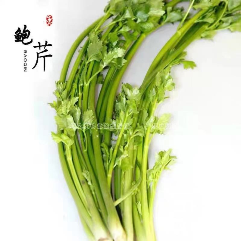 礼品芹菜种子鲍芹种子基地专用菜籽芹香味浓无丝无渣
