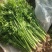 礼品芹菜种子鲍芹种子基地专用菜籽芹香味浓无丝无渣