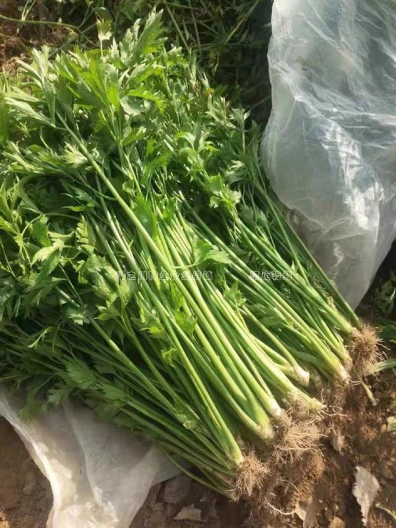 礼品芹菜种子鲍芹种子基地专用菜籽芹香味浓无丝无渣