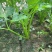 礼品芹菜种子鲍芹种子基地专用菜籽芹香味浓无丝无渣