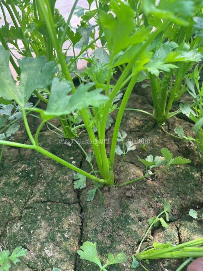 礼品芹菜种子鲍芹种子基地专用菜籽芹香味浓无丝无渣