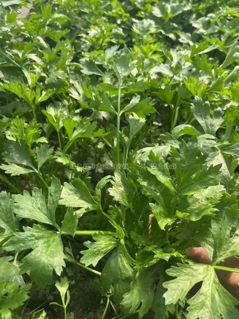 礼品芹菜种子鲍芹种子基地专用菜籽芹香味浓无丝无渣