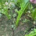 礼品芹菜种子鲍芹种子基地专用菜籽芹香味浓无丝无渣