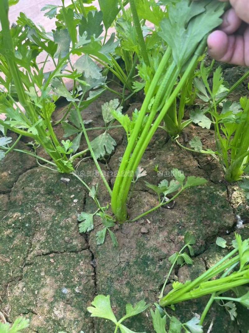 礼品芹菜种子鲍芹种子基地专用菜籽芹香味浓无丝无渣
