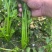 礼品芹菜种子鲍芹种子基地专用菜籽芹香味浓无丝无渣