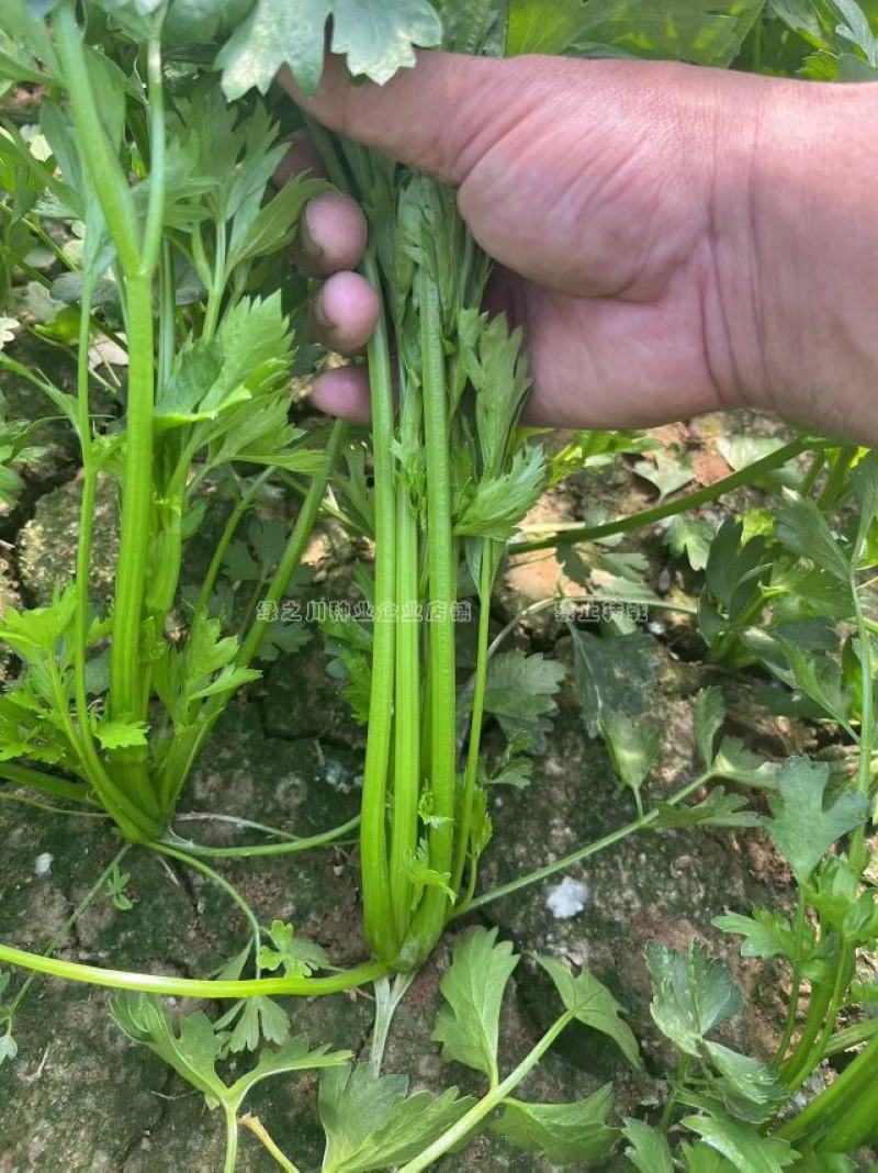 礼品芹菜种子鲍芹种子基地专用菜籽芹香味浓无丝无渣