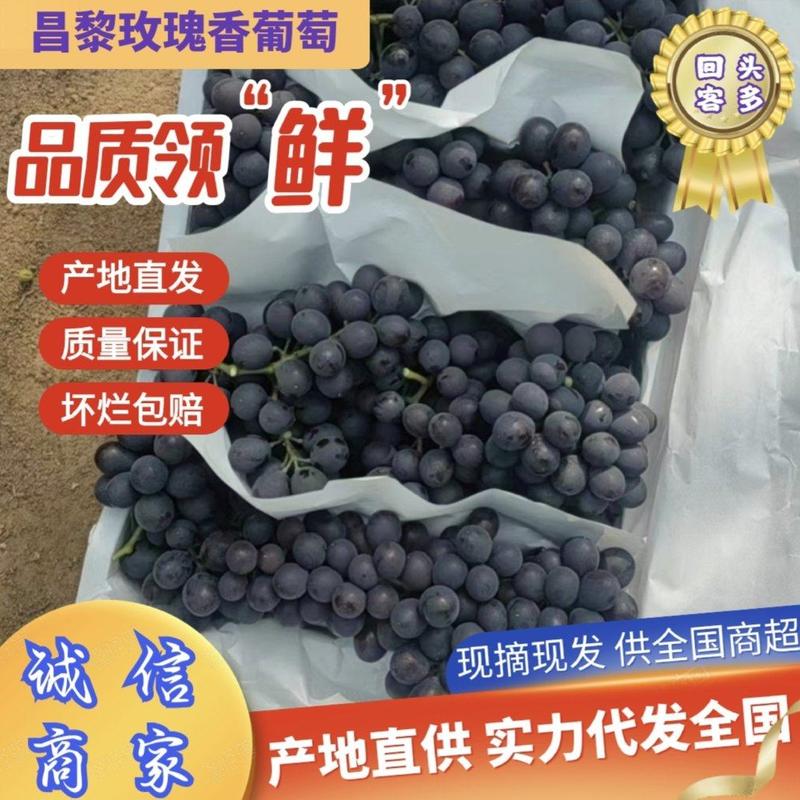 河北精品玫瑰香葡萄产地直供量大从优供电商批发商