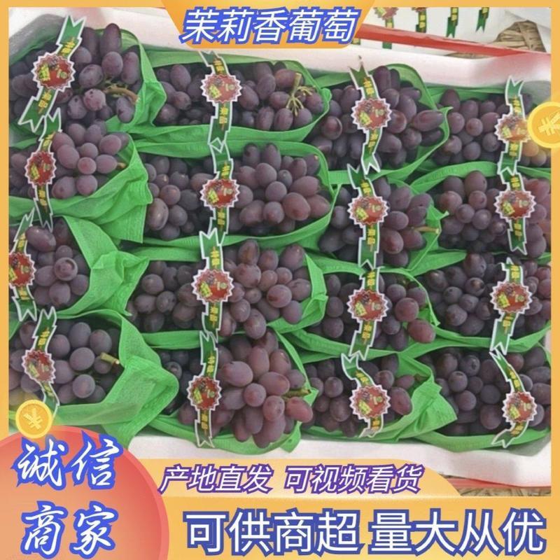 河北乐亭茉莉香葡萄大量上市，串大粒大，产地直发