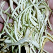 野生金银花