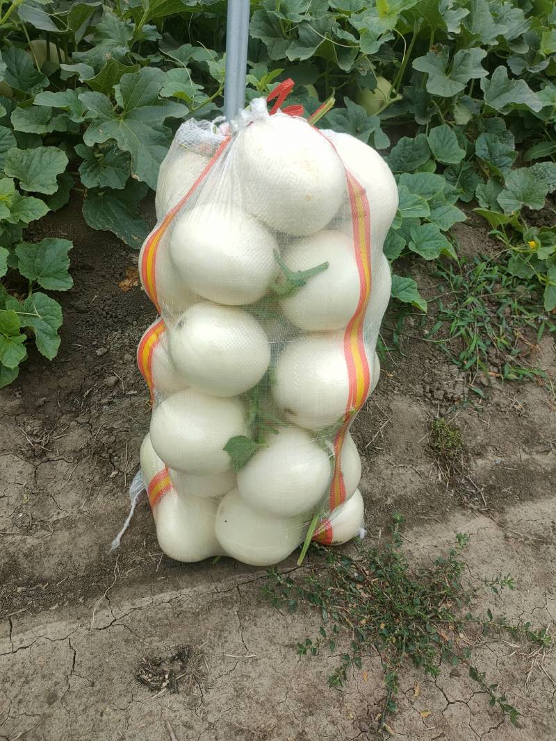 甜红玉2号甜瓜白皮红心龚垒万亩大棚基地，电商货市场货