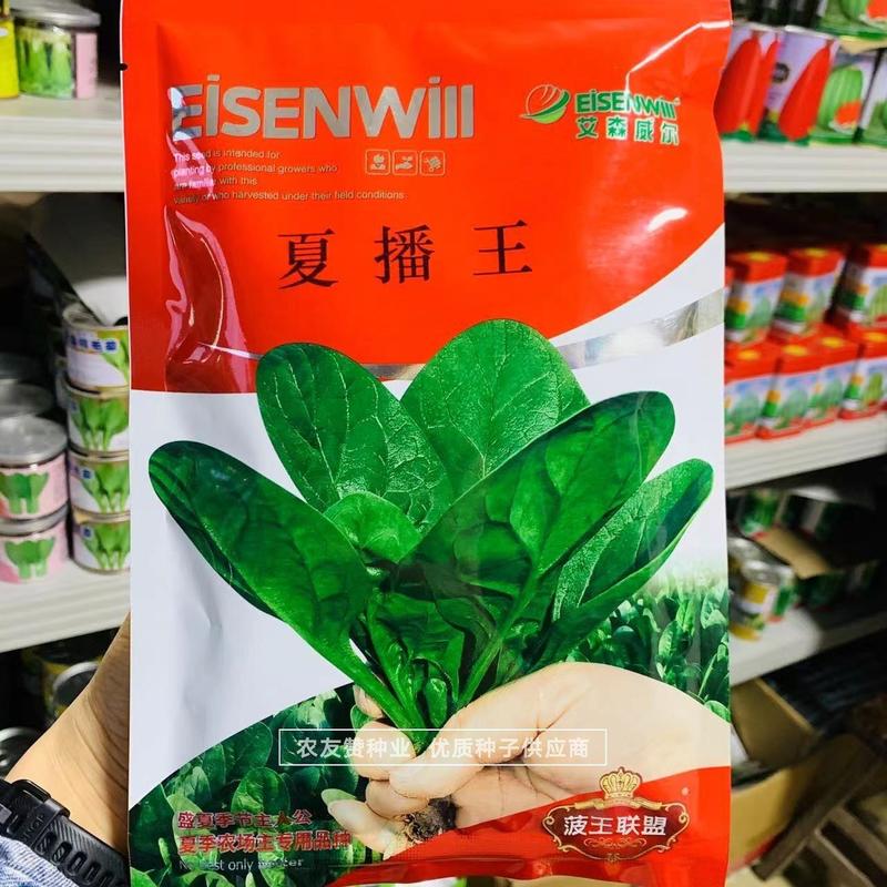 夏季专用抗热菠菜种子夏播丹麦进口菠菜种籽特耐热菠菜籽