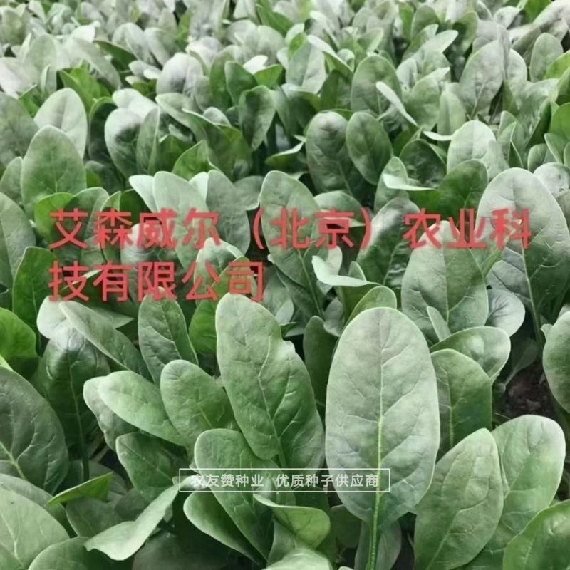 夏季专用抗热菠菜种子夏播丹麦进口菠菜种籽特耐热菠菜籽