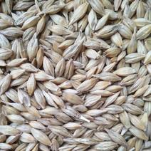 大麦，湖北优质烘干大麦颗粒饱满色泽靓养鱼酿酒之佳品
