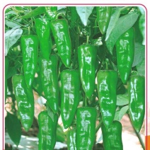 同乐余干椒薄皮香椒高产辣椒种子1000粒袋包邮
