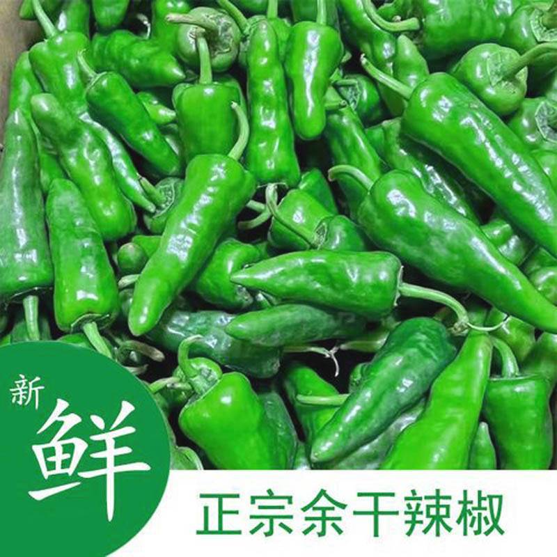 同乐余干椒薄皮香椒高产辣椒种子1000粒袋包邮