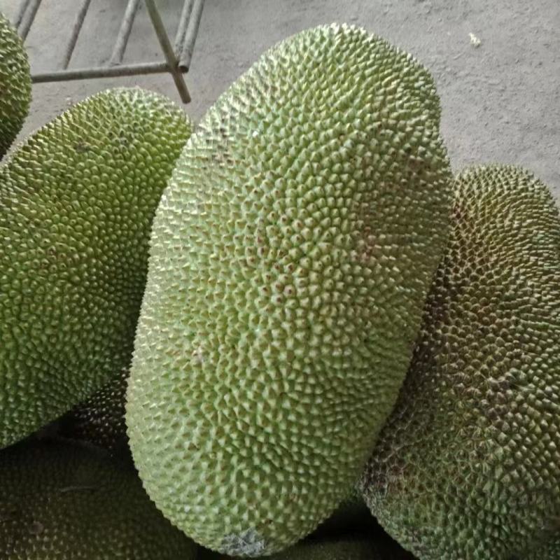 【推荐】菠萝蜜红肉，社区团购市场电商，全国发货，欢迎致电