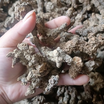 野生苍术，深山老林野生南苍术，朱砂点苍术