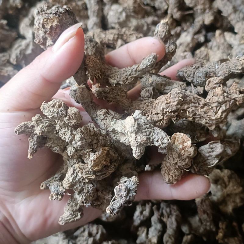 野生苍术，深山老林野生南苍术，朱砂点苍术