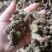 野生苍术，深山老林野生南苍术，朱砂点苍术