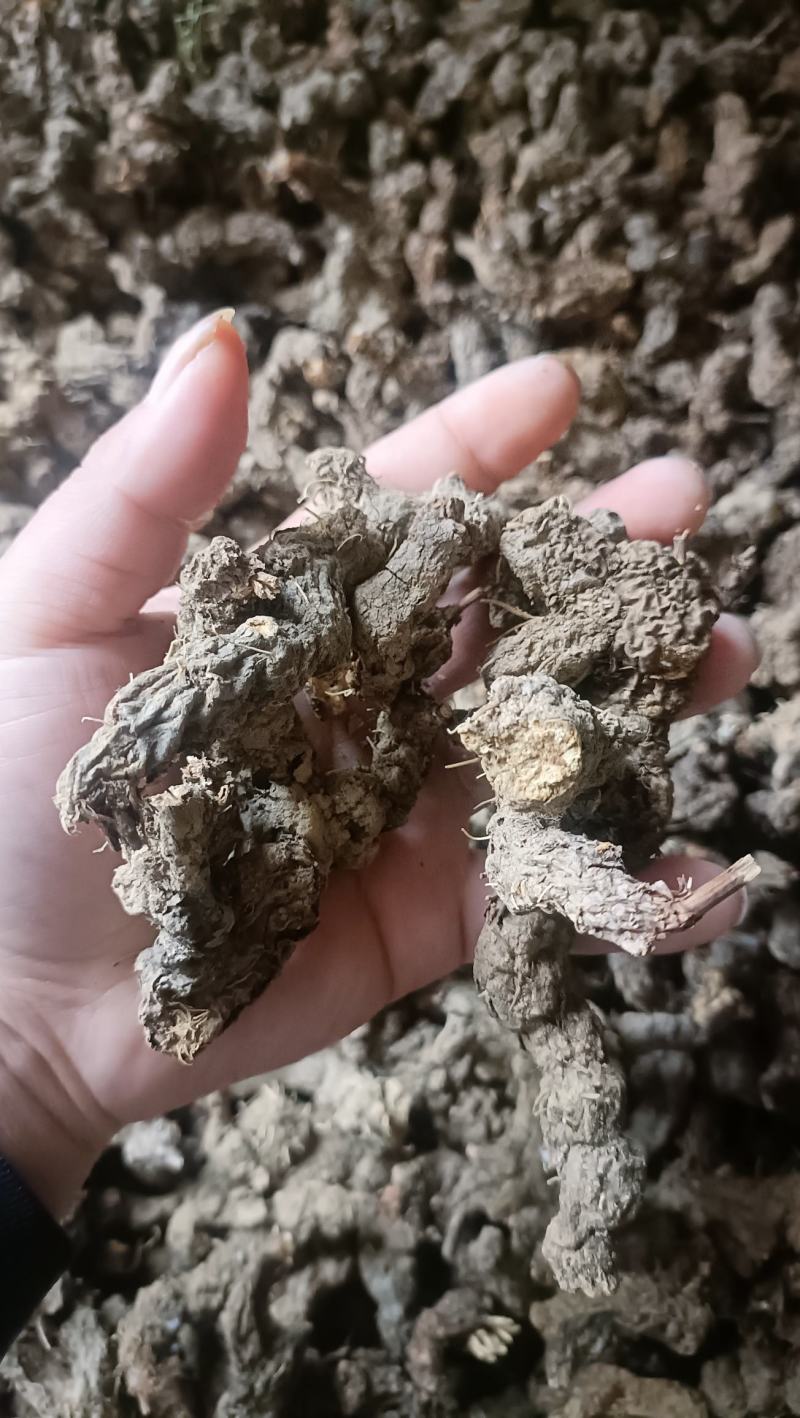 野生苍术，深山老林野生南苍术，朱砂点苍术