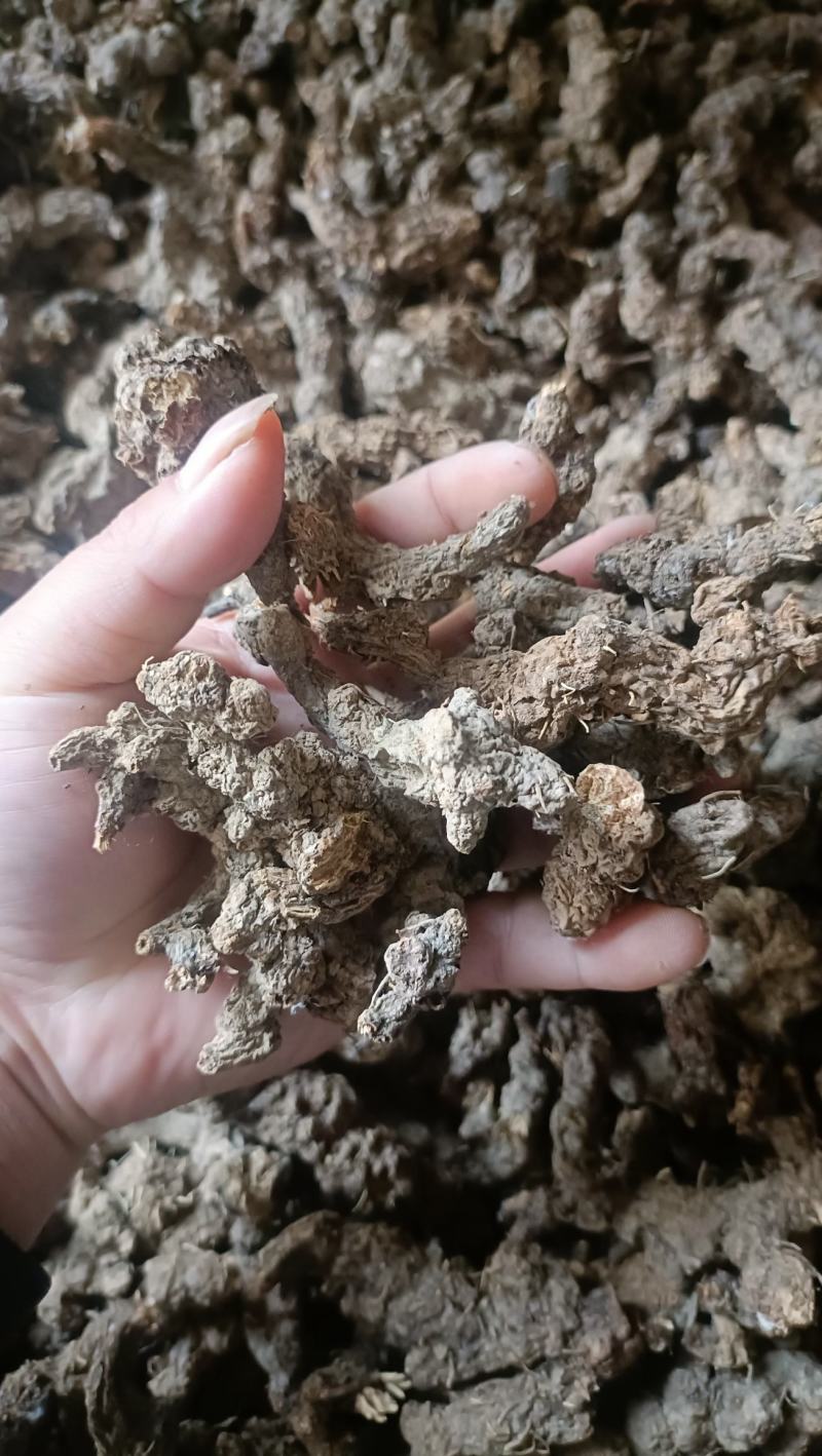 野生苍术，深山老林野生南苍术，朱砂点苍术
