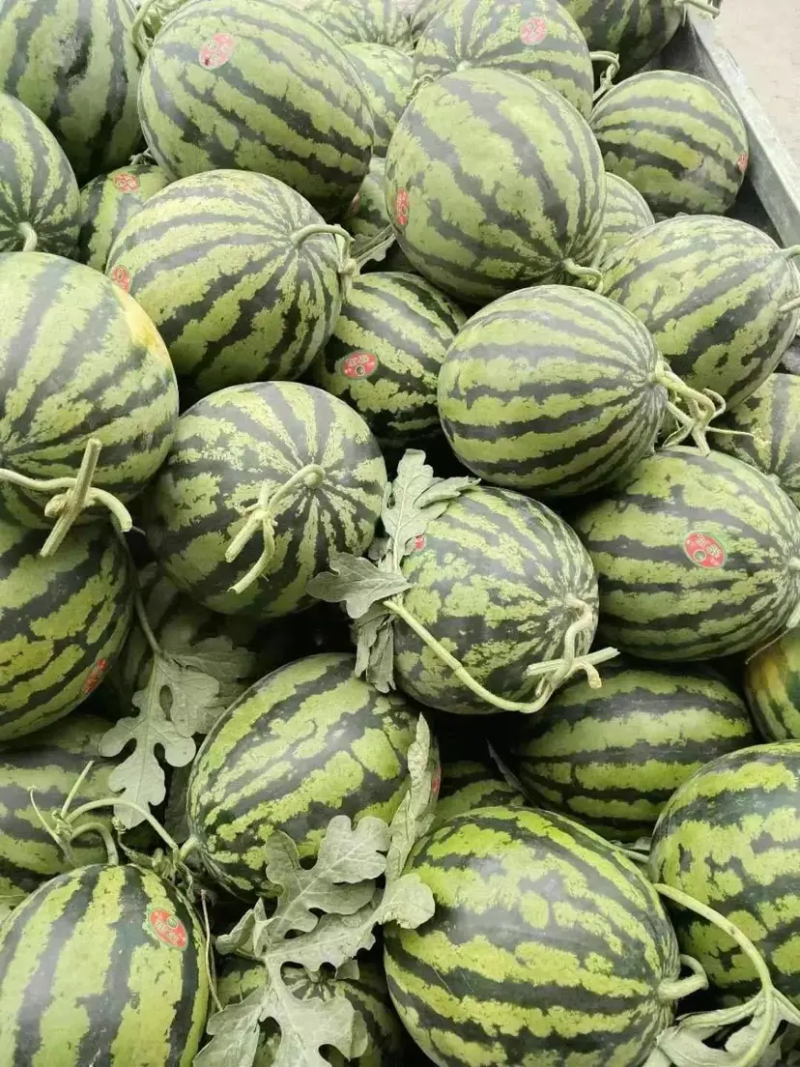 沂蒙山前优质农产品，精品甜王西瓜大量上市山东西瓜