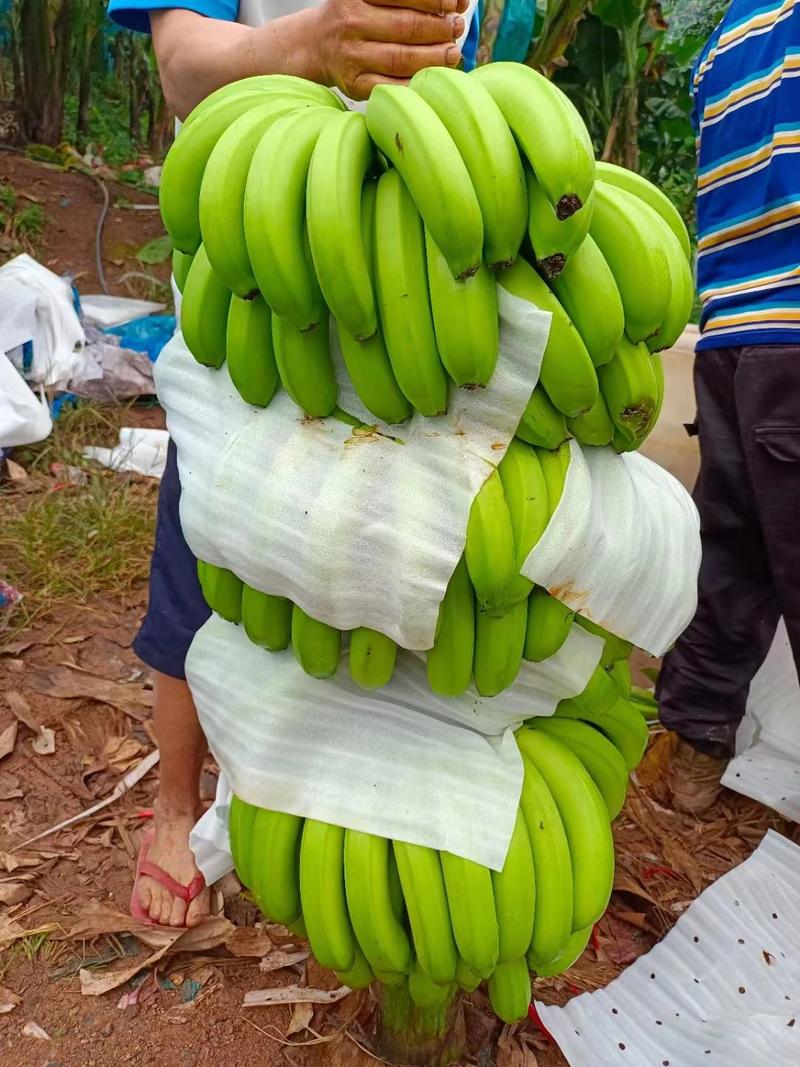【协助装车】巴西香蕉常年供应多品种品质保鲜技术高欢迎来电
