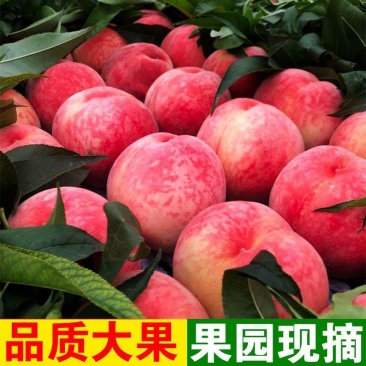 突围毛桃山东突围毛桃货源充足稳定交通便利欢迎选购