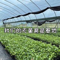 [优选]广西百香果种苗钦蜜九号四季结果南北方种植