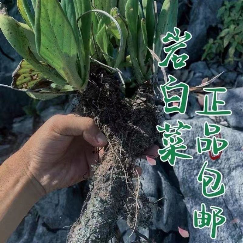 贵州深山岩白菜现挖先发牛耳蚂蟥七