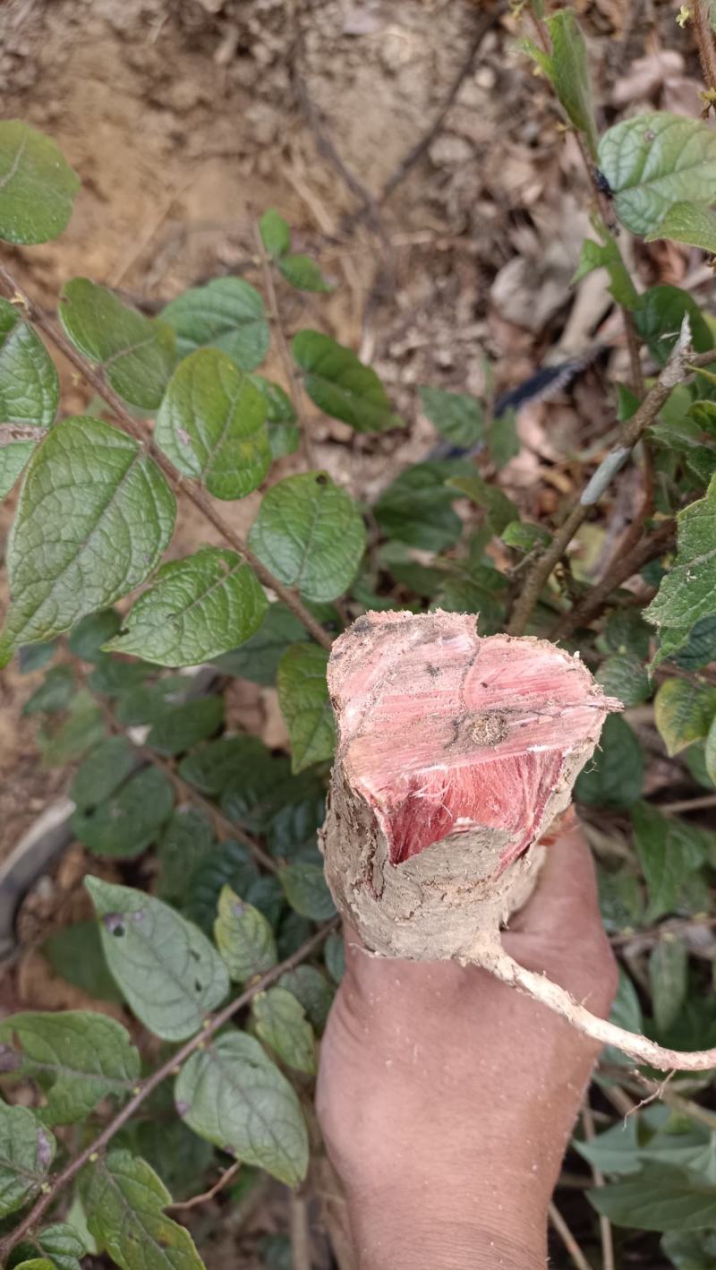 算盘子根，有无毛和有毛算盘子根两个品种，下单后现采现发。