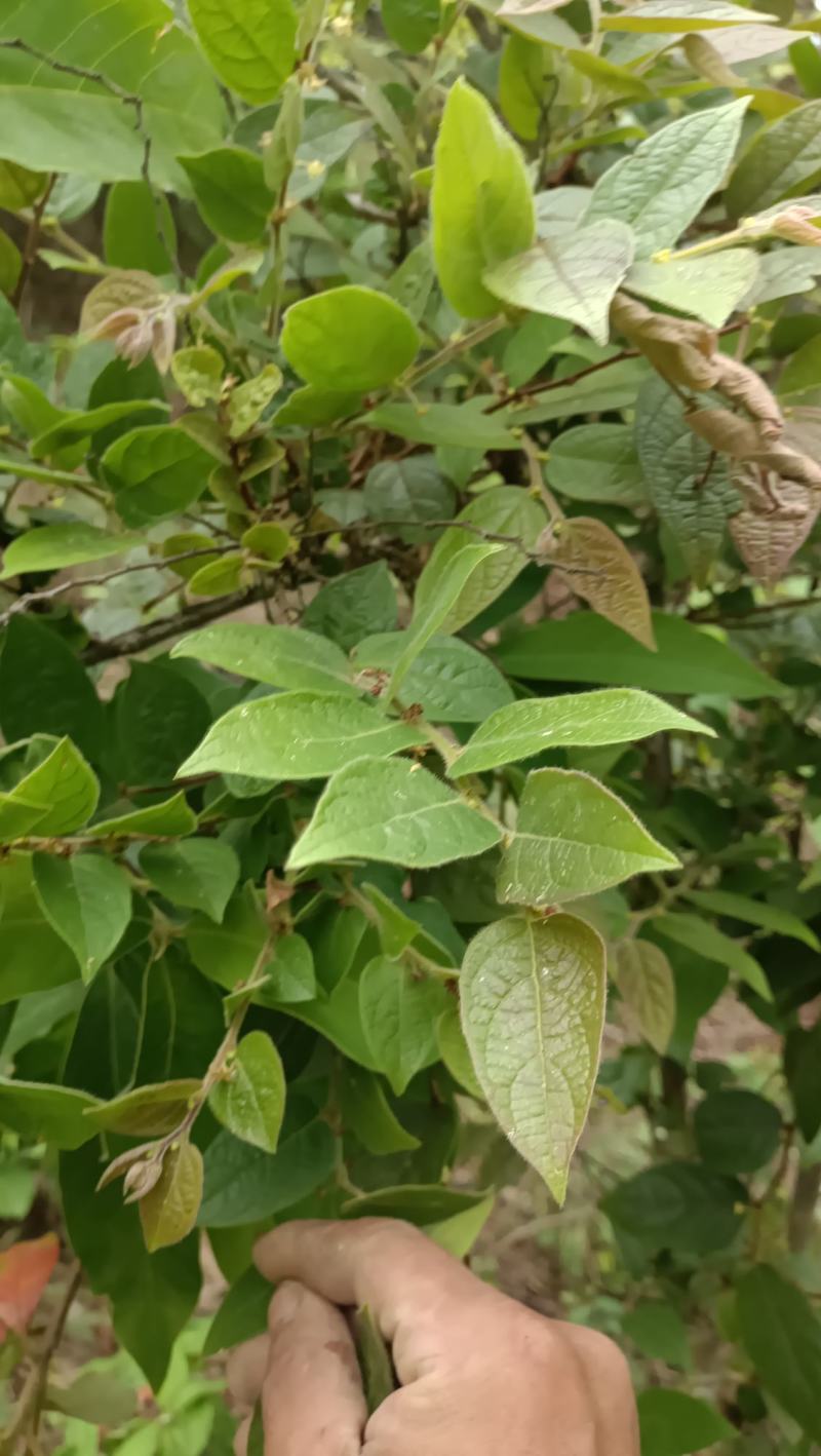 算盘子根，有无毛和有毛算盘子根两个品种，下单后现采现发。