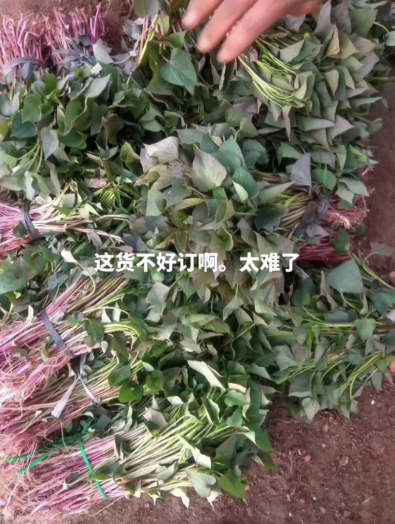 红薯苗