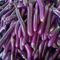 河南广茄，紫长茄，长茄，产地直供，支持各种包装代发全国。