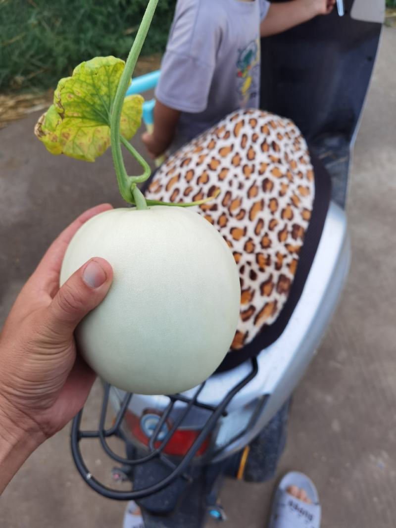 玉姑甜瓜