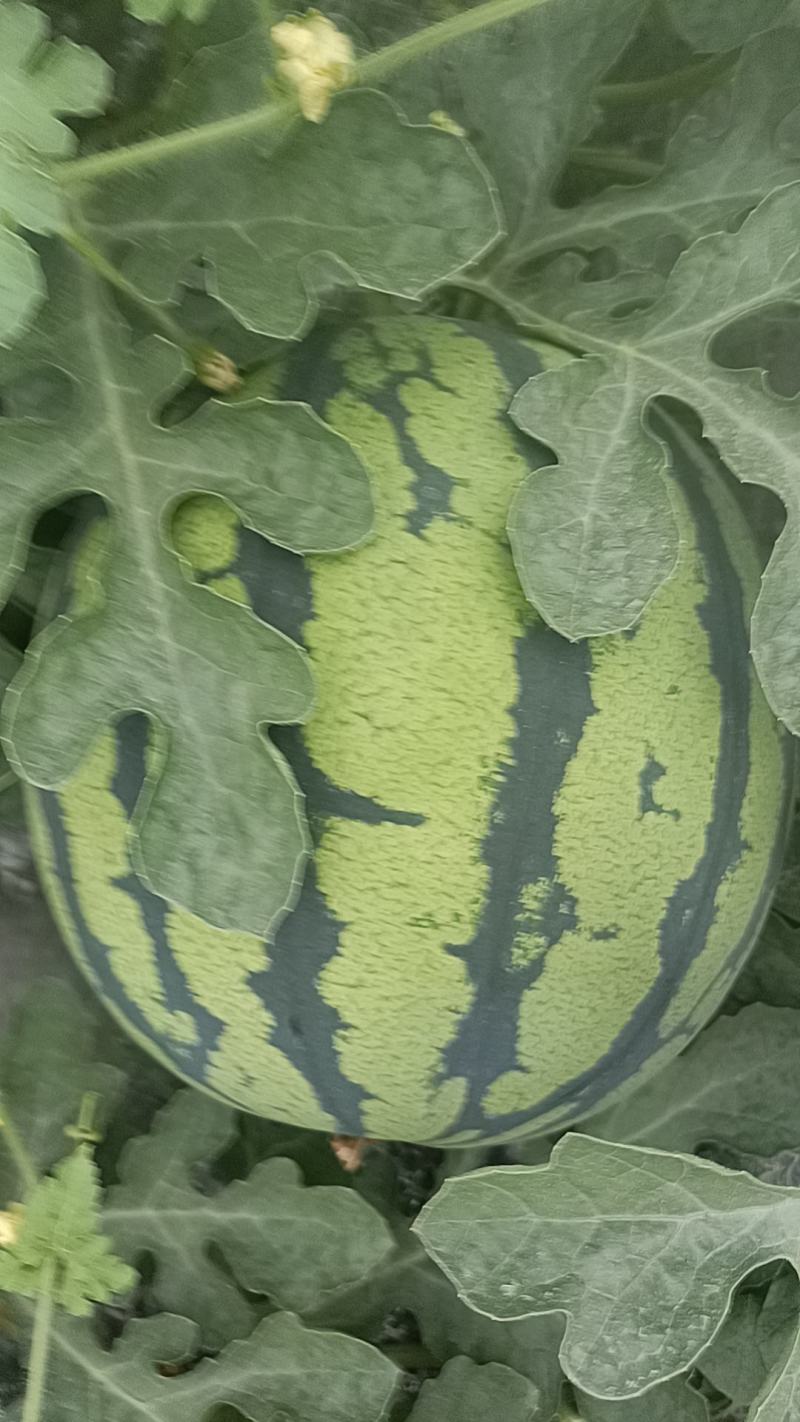 美多西瓜