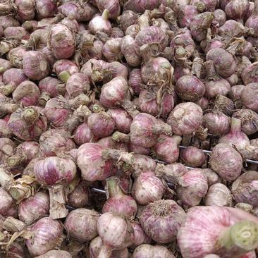大蒜紫红皮鲜蒜，大量现货供应，可做各种包装