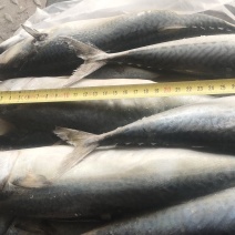鲅鱼鲐鲅鱼青占箱装重19斤4-6两今年新货货源稳