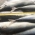 鲅鱼鲐鲅鱼青占箱装重19斤4-6两今年新货货源稳
