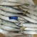 鲅鱼鲐鲅鱼青占箱装重19斤4-6两今年新货货源稳