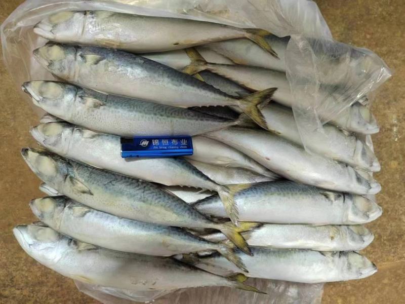 鲅鱼鲐鲅鱼青占箱装重19斤4-6两今年新货货源稳