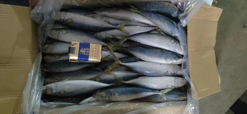 鲅鱼鲐鲅鱼青占箱装重19斤4-6两今年新货货源稳