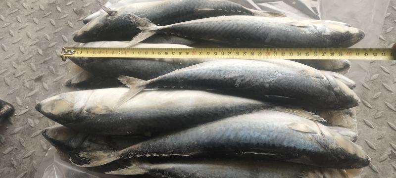鲅鱼鲐鲅鱼青占箱装重19斤4-6两今年新货货源稳