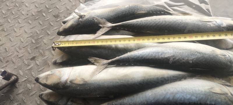 鲅鱼鲐鲅鱼青占箱装重19斤4-6两今年新货货源稳