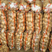 【土豆】精品中薯西森质量保证现挖现发